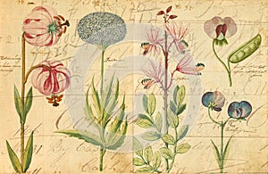 Antique Botanical Wall Art Print Illustration