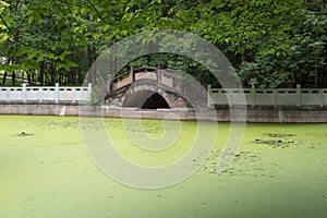 Antique bridge under a tree.