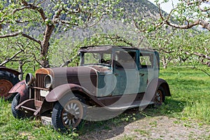 Antique car in a grove of trees