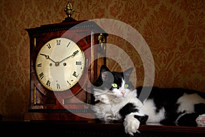Antique clock and cat