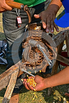 Antique corn sheller in action