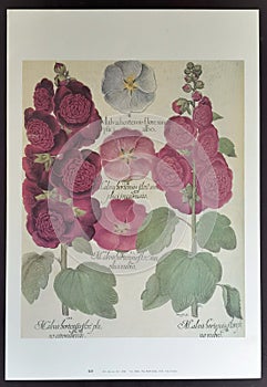 Antique Cyclamen Persicum Flowering Bulb Vintage Plants Herbs Floral Print Antiquity Lithograph Retro Poster Arts