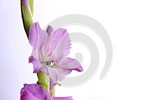 Antique Diamond Ring on Purple Gladiolus with White Background