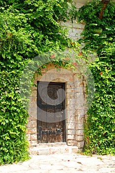 Antique Door and Vines photo