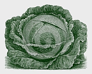 Lush early flat head cabbage variety