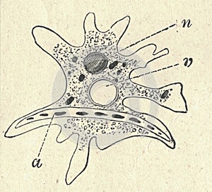 Antique engraved illustration of an amoeba. Vintage illustration of an ameba. Old picture. Book illustration published photo