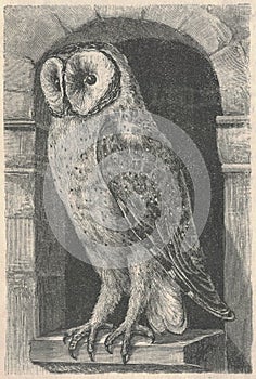 Antique engraved illustration of the barn owl. Vintage illustration of the barn owl. Old engraved picture of the animal