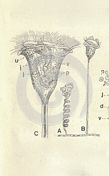 Antique engraved illustration of a bell animalcule. Vintage illustration of Vorticella. Old picture. Book illustration