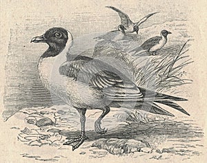 Antique engraved illustration of the black-headed gull. Vintage illustration of the black-headed gull. Old engraved