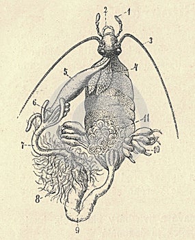 Antique engraved illustration of the cockroach viscera. Vintage illustration of the roach viscera. Old engraved picture photo