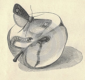 Antique engraved illustration of the codling moth Carpocapsa pomonella metamorphosis. Vintage illustration of the