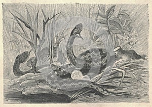 Antique engraved illustration of the common viper. Vintage illustration of the common viper. Old engraved picture of the