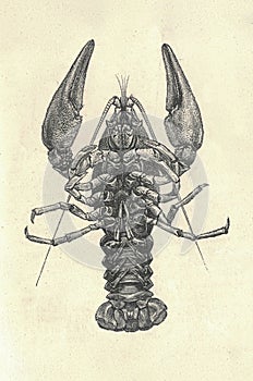 Antique engraved illustration of the crayfish. Downside of crayfish. Vintage illustration of the crawfish. Old engraved