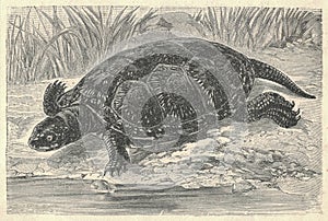 Antique engraved illustration of the European pond terrapin. Vintage illustration of the European pond terrapin. Old