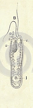Antique engraved illustration of a flagellate. Vintage illustration of a flagellate. Old picture. Book illustration