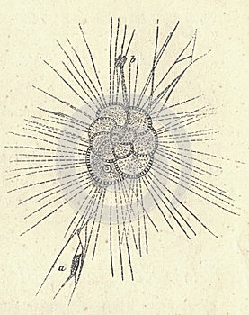 Antique engraved illustration of a foraminifera. Vintage illustration of a foraminifera. Old picture. Book illustration photo
