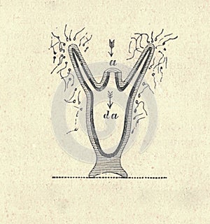 Antique engraved illustration of the hydra. Vintage illustration of the hydra. Old engraved picture. Longitudinal cross
