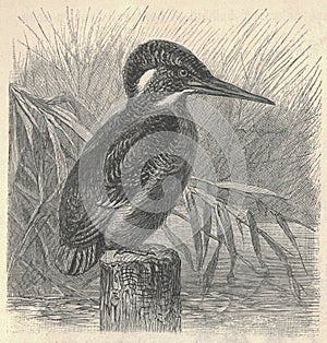 Antique engraved illustration of the kingfisher. Vintage illustration of the kingfisher. Old engraved picture of the
