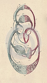 Antique engraved illustration of a mammalian blood circulation. Vintage illustration of a mammalian blood circulation
