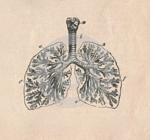 Antique engraved illustration of a mammalian respiratory system. Vintage illustration of a mammalian respiratory system