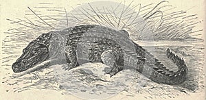 Antique engraved illustration of the Nile crocodile. Vintage illustration of the Nile crocodile. Old engraved picture of