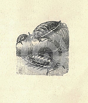 Antique engraved illustration of the pill bug. Vintage illustration of the roly poly. Old engraved picture of the pill