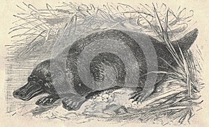 Antique engraved illustration of the platypus. Vintage illustration of the platypus. Old engraved picture of the animal.