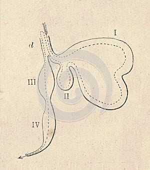 Antique engraved illustration of the ruminant digestive system. Vintage illustration of the ruminant digestive system