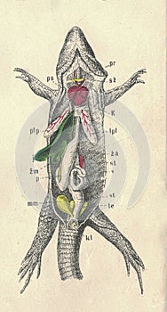 Antique engraved illustration of the sand lizard viscera. Vintage illustration of the sand lizard viscera. Antique photo