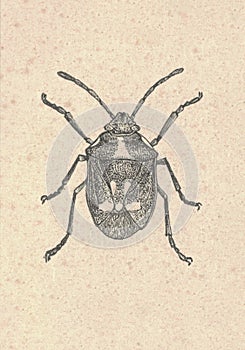 Antique engraved illustration of the true bug. Vintage illustration of the bug. Old engraved picture of the Hemiptera.