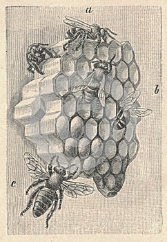 Antický ryté ilustrácie z západné med včela. starodávny ilustrácie z med včela. starý ryté 