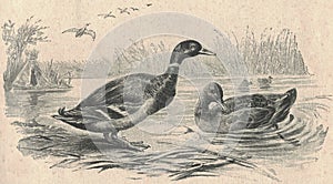 Antique engraved illustration of the wild duck. Vintage illustration of the wild duck. Old engraved picture of the bird.