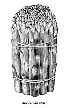 Antique engraving illustration of asparagus black and white clip art isolated on white background