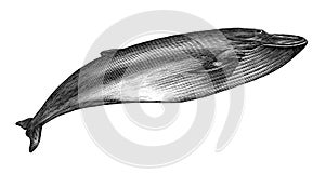 Antique engraving illustration of Blue whale black and white isolated on white background