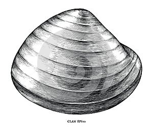 Antique engraving illustration of Clam black and white clip art isolated on white background photo