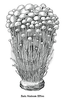 Antique engraving illustration of Enoki Mushroom hand draw black and white clip art isolated on white background