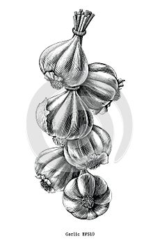 Antique engraving illustration of garlic hand draw black and white clip art isolated on white background