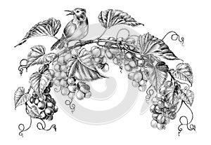 Antique engraving illustration of grapes twig with little bird black and white clip art isolated on white background photo