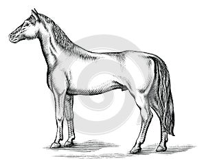 Antique engraving illustration of Horse black and white clip art isolated on white background,Drawing Horse vintage style