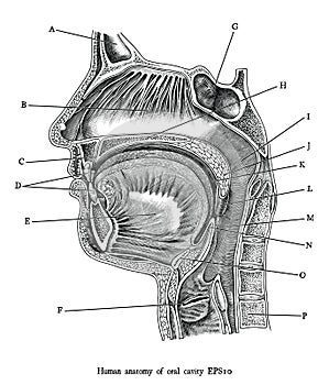 Antique engraving illustration of human oral cavity black and white clipart isolate on white background,Human anatomy for medical