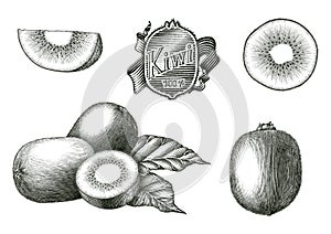 Antique engraving illustration of Kiwi fruit collection hand draw vintage style black and white clip art isolated on white