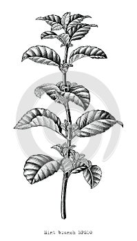 Antique engraving illustration of Mint branch hand draw black and white vector clip art isolated on white background