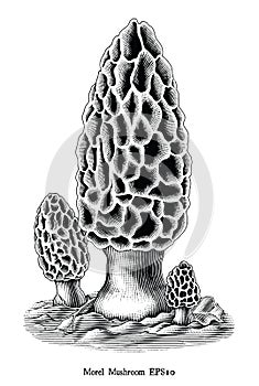 Antique engraving illustration of Morel Mushroom hand draw black and white clip art isolated on white background