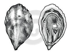 Antique engraving illustration of Oyster black and white clip art isolated on white background photo