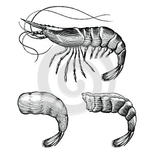 Antique engraving illustration of Shrimp black and white clip art isolated on white background