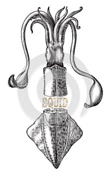 Antique engraving illustration of Squid black and white clip art isolated on white background with text banner