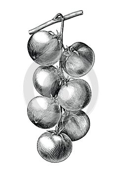 Antique engraving illustration of tomato twig drawing vintage style black and white clip art isolated on white background,