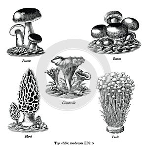 Antique engraving illustration of top edible mushroom collection hand draw black and white clip art isolated on white background