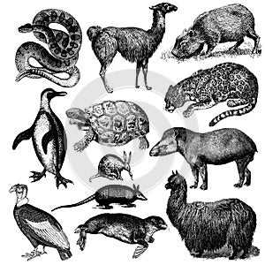 South American fauna illustrations