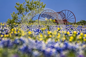 Antique farm equipment in a field of bluebonnets